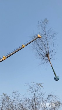 13公分青皮垂柳
