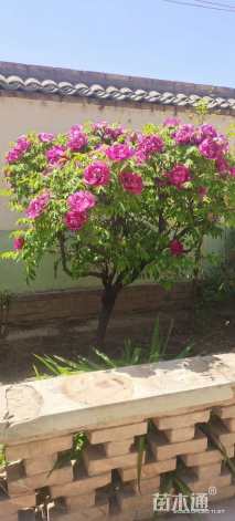 高度300厘米紫斑牡丹