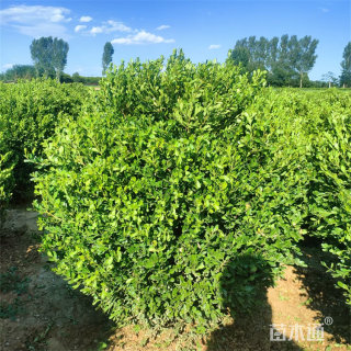 冠幅100厘米瓜子黄杨球