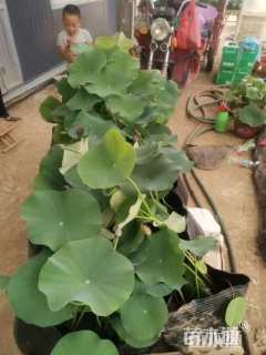 高度20厘米荷花