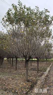 18公分樱花