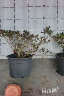 高度20厘米石岩杜鹃