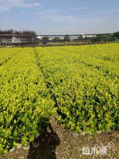 高度40厘米金森女贞小苗