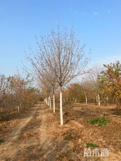 15公分元宝枫