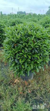 高度100厘米非洲茉莉