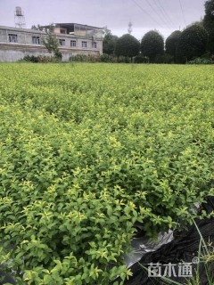 高度40厘米金禾女贞