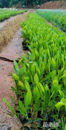 0.2公分大叶相思