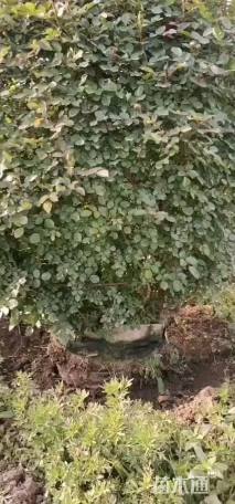 高度100厘米月季