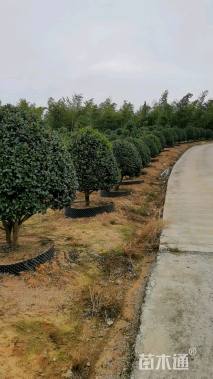 高度280厘米茶花