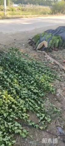 高度200厘米北海道黄杨