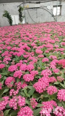 高度15厘米五星花