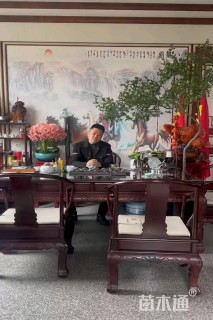 高度50厘米丛生丁香