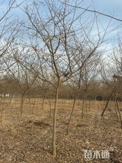 5公分榉树