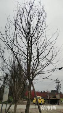 25公分朴树