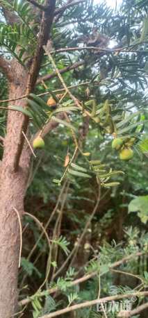 5公分红豆杉