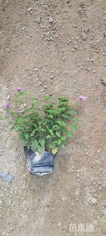 高度25厘米紫花马樱丹