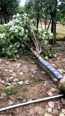 高度20厘米海桐小苗