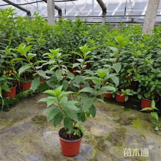 高度50厘米木绣球