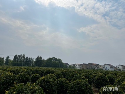 冠幅150厘米金森女贞球