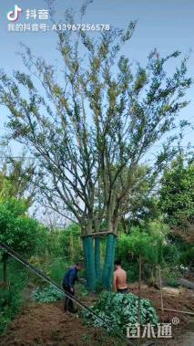 13公分(5杆)丛生朴树