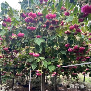 高度350厘米非洲芙蓉花