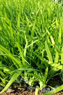 高度25厘米鸢尾