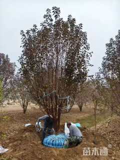 高度500厘米丛生海棠