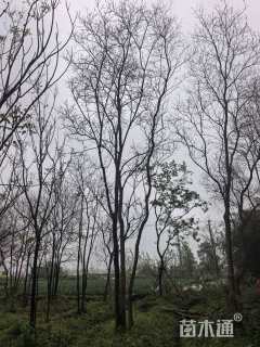 70公分(3杆)丛生乌桕