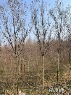 4公分红火箭紫薇