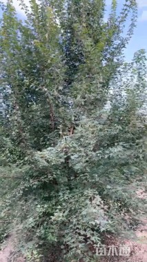 高度550厘米丛生三角枫