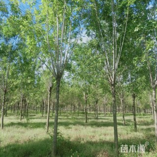 13公分白蜡