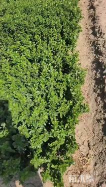 高度40厘米大叶黄杨