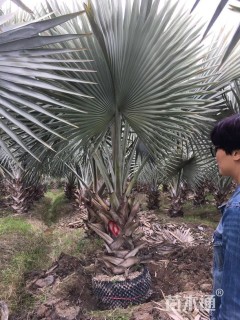 裸干高400厘米霸王棕