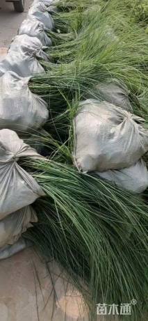 高度40厘米细叶芒