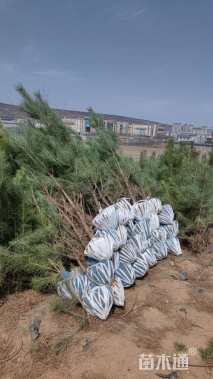 高度180厘米油松