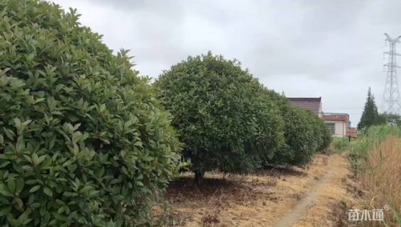 冠幅200厘米红叶石楠球