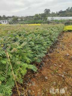 高度100厘米香椿小苗