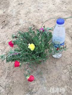 高度10厘米太阳花