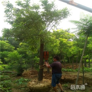 10公分金枝槐