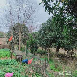 35公分桂花