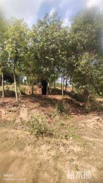 12公分高杆杨梅