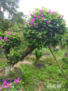 12公分造型三角梅