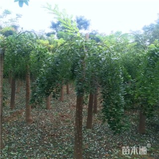 10公分龙爪槐