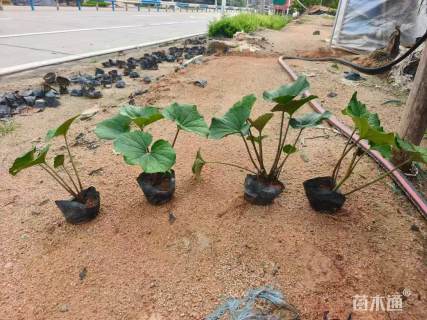 高度30厘米大吴风草