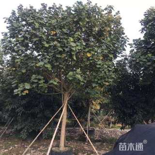 10公分黄槿