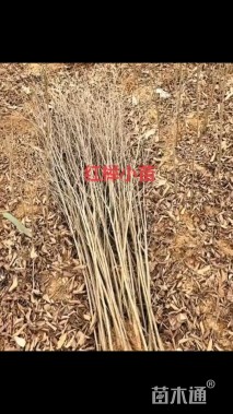 高度120厘米红榉小苗