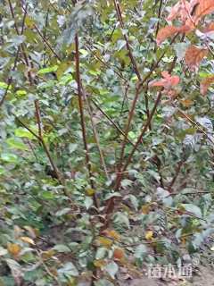 高度1.5厘米丛生榆叶梅