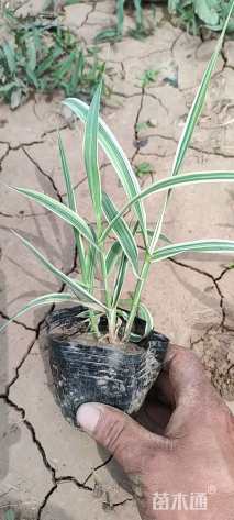 高度15厘米花叶芦竹