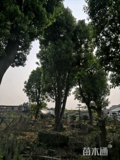 60公分香樟