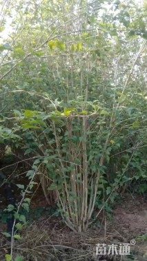 高度160厘米丛生木槿